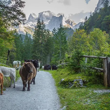 Daire Almsternderl 2.0 - Gemuetliches In